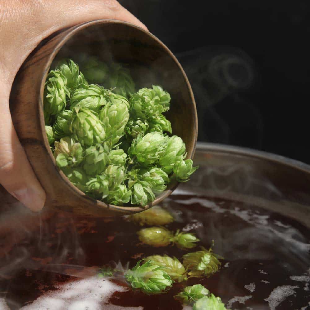 Homebrewer using a counterflow wort chiller to cool beer after the boil